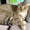 Kitty Man - Photo 2
