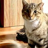 Kitty Man - Photo 3