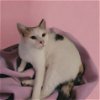 adoptable Cat in dallas, TX named Moira