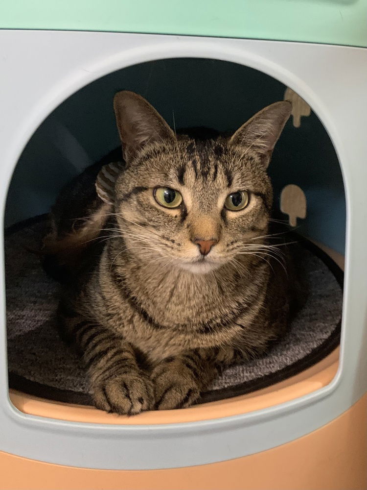 adoptable Cat in Dallas, TX named Maxi