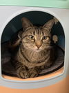 adoptable Cat in  named Maxi