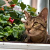 Maxi - Photo 2