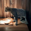 Maxi - Photo 4