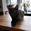 adoptable Cat in dallas, TX named Prue