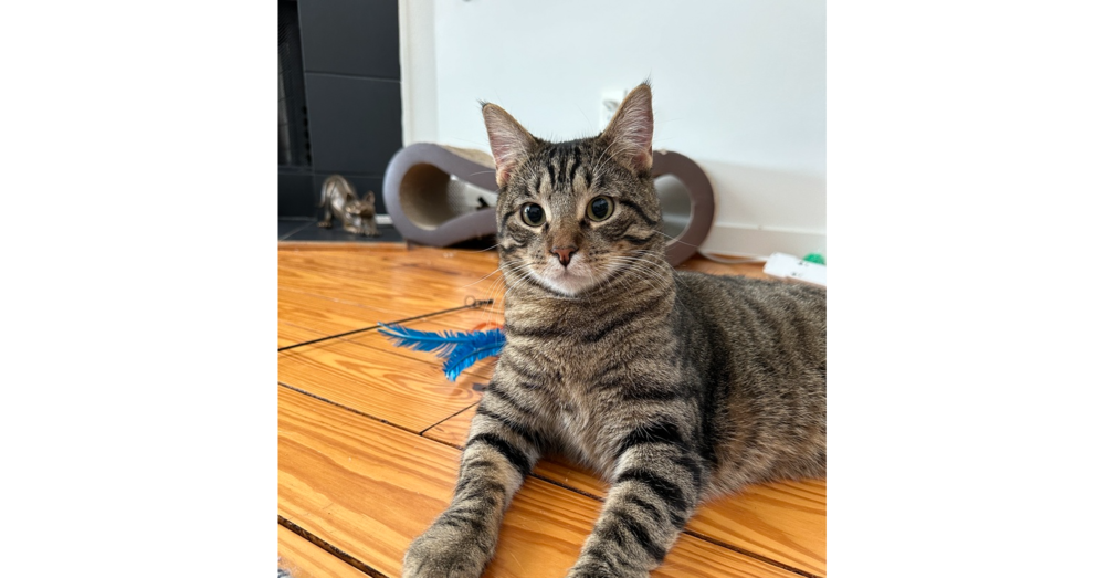 adoptable Cat in Dallas, TX named GRAVIK