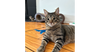 adoptable Cat in  named GRAVIK