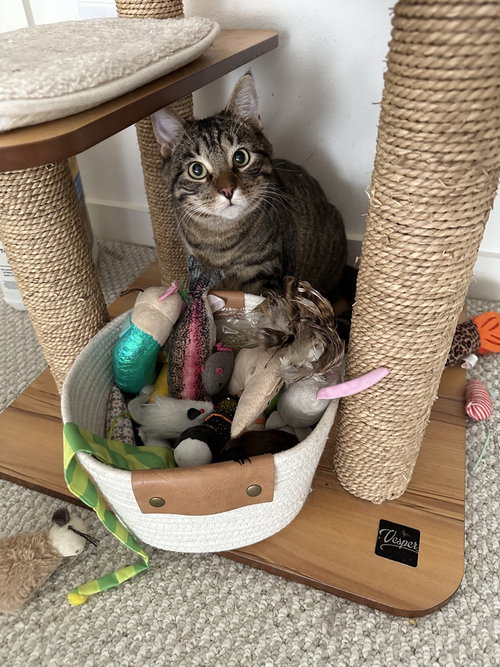 GRAVIK - Domestic Medium Hair / Domestic Short Hair available for adoption