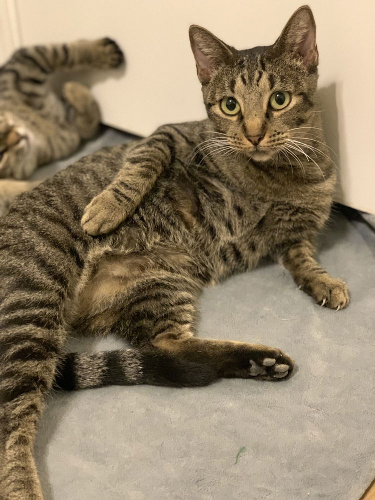 adoptable Cat in Dallas, TX named Poppy