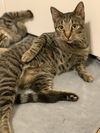 adoptable Cat in dallas, TX named Poppy