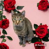 Poppy - Photo 2