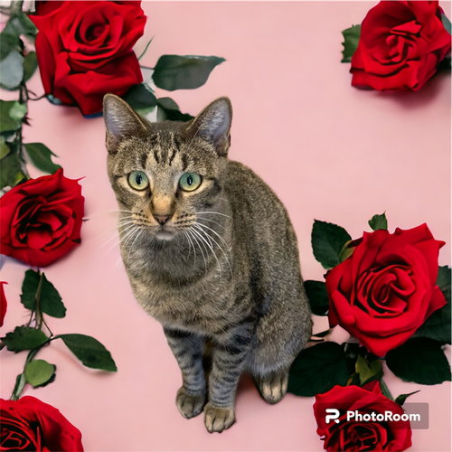 POPPY - Domestic Short Hair / Domestic Short Hair available for adoption