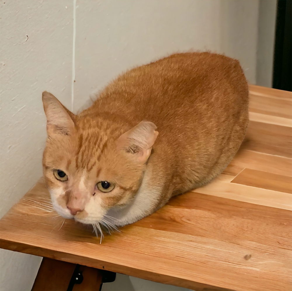 adoptable Cat in Dallas, TX named Bones