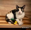 adoptable Cat in dallas, TX named Claquette (Flip Flop)