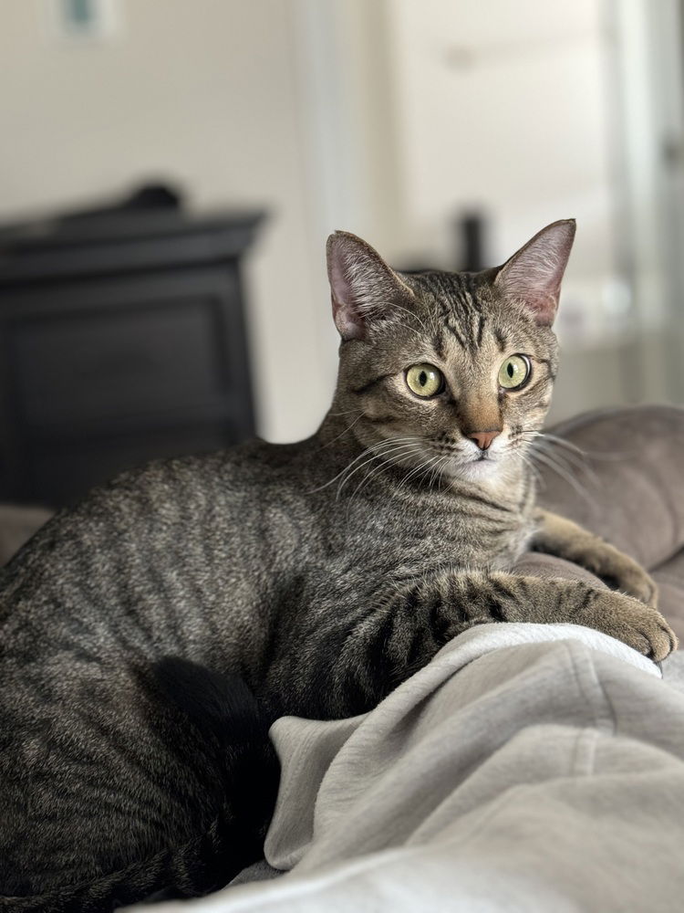 adoptable Cat in Dallas, TX named Simba Lloyd