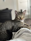 adoptable Cat in  named Simba Lloyd