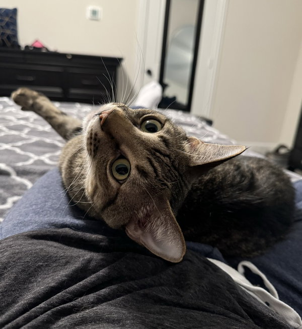 Simba Lloyd