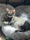 adoptable Cat in dallas, TX named Rickie Bobby