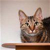 adoptable Cat in dallas, TX named Savannah