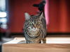 adoptable Cat in  named Tiger_Naimo