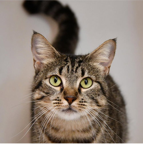 TIGER_NAIMO - Domestic Short Hair / Domestic Short Hair available for adoption