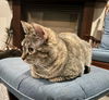 adoptable Cat in  named Gloria
