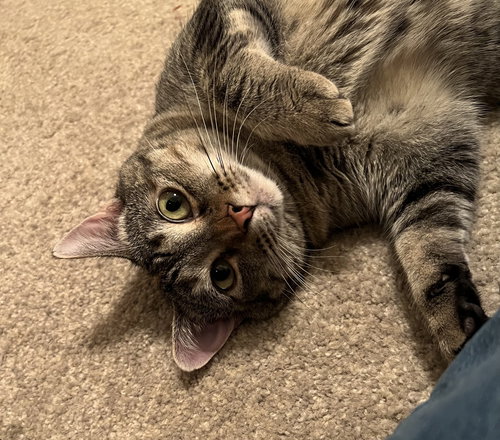 GLORIA - Domestic Short Hair / Domestic Short Hair available for adoption