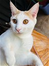 adoptable Cat in dallas, TX named Ronnie