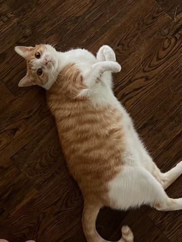 adoptable Cat in Dallas, TX named Owen