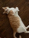 adoptable Cat in dallas, TX named Owen