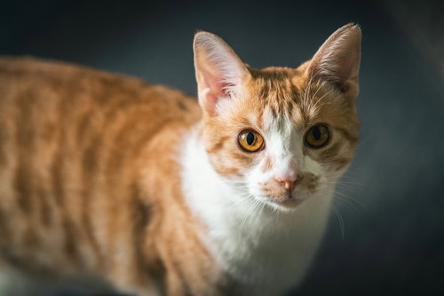 OWEN - Domestic Short Hair / Domestic Short Hair available for adoption