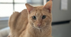 adoptable Cat in  named Winnie (Winston)