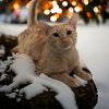 Winnie (Winston) - Photo 2