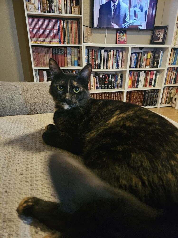 adoptable Cat in Dallas, TX named Sweetie