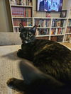 adoptable Cat in  named Sweetie