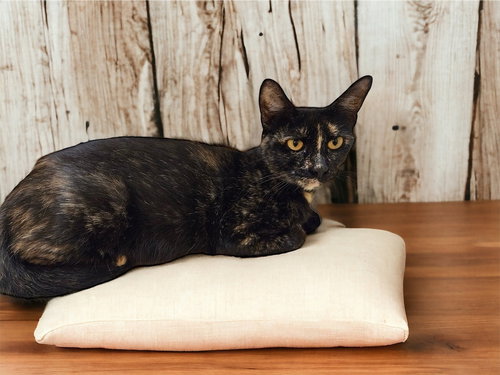 SWEETIE - Domestic Short Hair / Domestic Short Hair available for adoption
