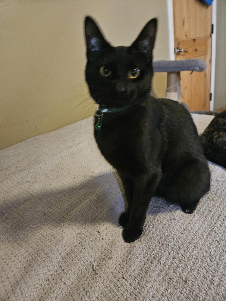 adoptable Cat in Dallas, TX named Wyatt