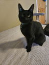 adoptable Cat in  named Wyatt