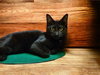 Wyatt - Photo 2