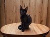 Wyatt - Photo 3
