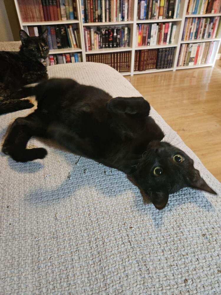 adoptable Cat in Dallas, TX named Phoebe