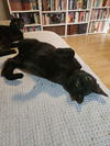 adoptable Cat in dallas, TX named Phoebe
