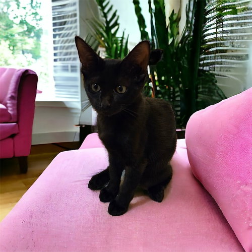 PHOEBE - Domestic Short Hair / Domestic Short Hair available for adoption