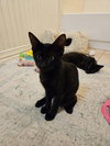 Phoebe - Photo 3