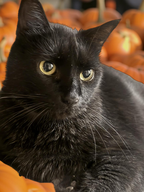 JACK - Domestic Short Hair / Domestic Short Hair for adoption in Mesquite