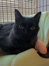 adoptable Cat in  named Jack