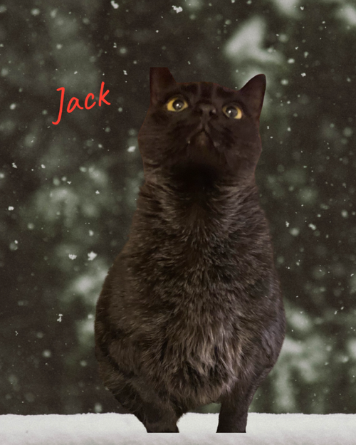 JACK - Domestic Short Hair / Domestic Short Hair available for adoption