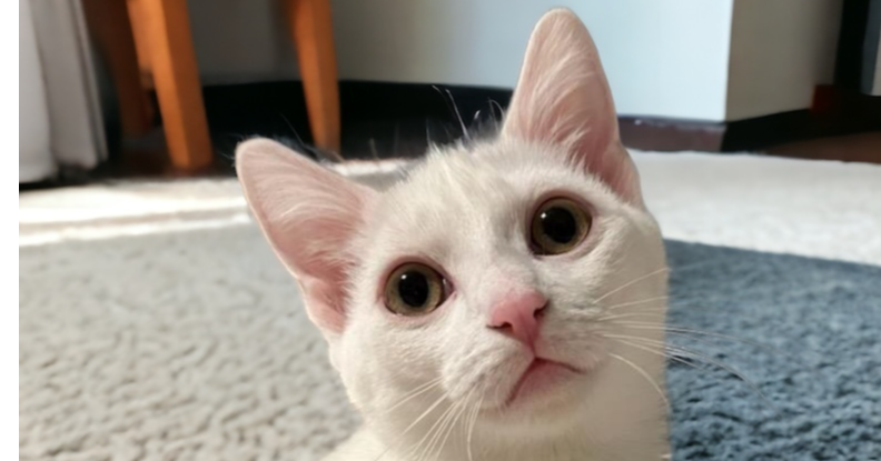 adoptable Cat in Dallas, TX named Poseidon