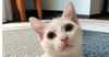 adoptable Cat in dallas, TX named Poseidon