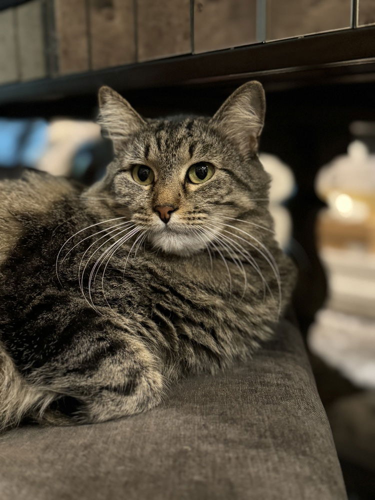 adoptable Cat in Dallas, TX named Coconut AKA Mama