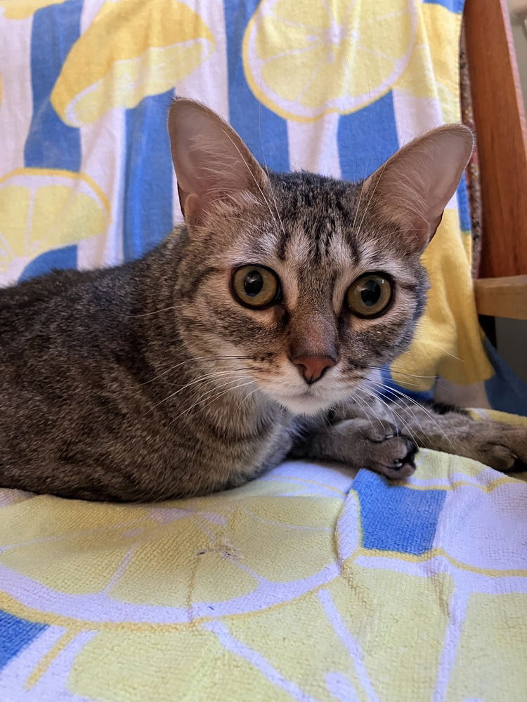 adoptable Cat in Dallas, TX named Cricket